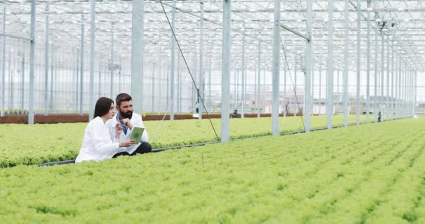 Hydroponics method of growing salad in greenhouse. Two lab assistants with tablet examine state of plants and analyze growing potential. Agricultural industry — Stock Video