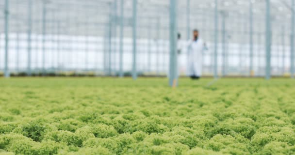 Fresh organic lettuce seedlings in a greenhouse. Silhouette of two lab assistants walking in background — Stock Video