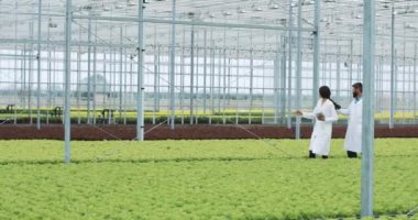 Salata sera içinde büyüyen hydroponics yöntemi. İki laboratuvar görevlileri tablet ile bitkilerin incelemek ve büyüyen potansiyel çözümleyebilirsiniz. Tarım Tohum Sanayi