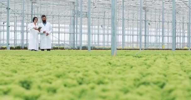 Dwóch techników laboratoryjnych badań, stoi w cieplarnianych Agro trzymając tablet robi. Sprawdzić stan roślin i analizować rosnący potencjał — Wideo stockowe