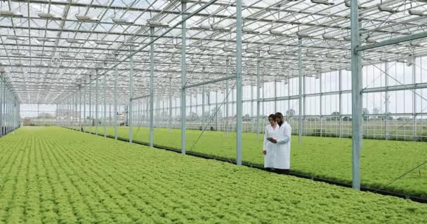 Two laboratory technicians doing research standing in greenhouse of agro holding tablet. They examine state of plants and analyze growing potential — Stock Video