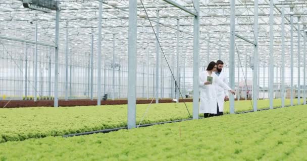 Hydroponics method of growing salad in greenhouse. Two lab assistants with tablet examine state of plants and analyze growing potential. Agricultural industry — Stock Video