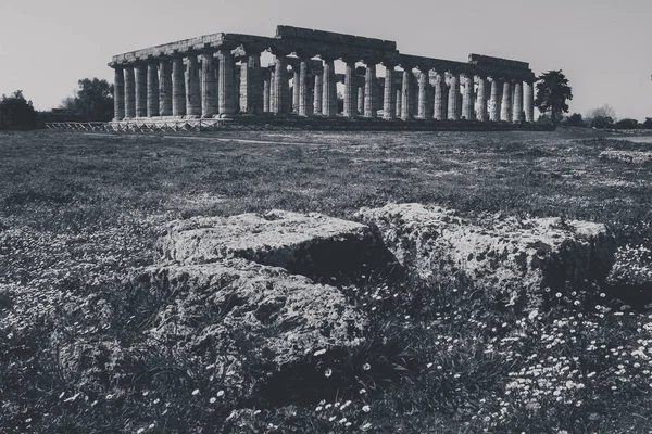 Pozostałości Archeologiczne Paestum Salerno Włoch Aby Zrozumieć Pojęcie Kultury Turystyki — Zdjęcie stockowe