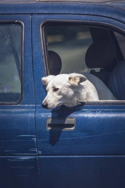 Kutya Néz Egy Autó Ablakot Hogy Ért Egy Állat Téma — Stock Fotó