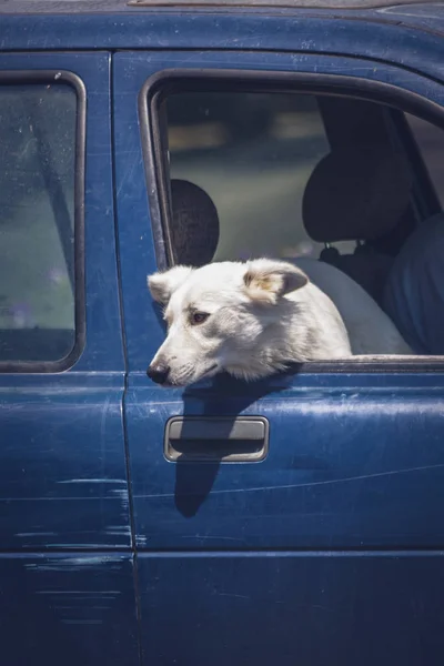 動物のトピックの概念を理解する車の窓から外を見る犬 — ストック写真