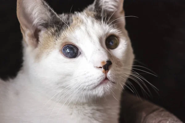 göz hastalığı olan hasta kedi