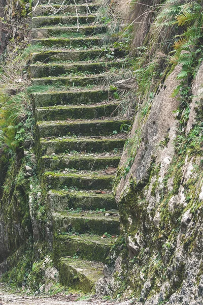 Escalera de musgo viejo húmedo escalera de piedra húmeda en el templo del bosque — Foto de Stock