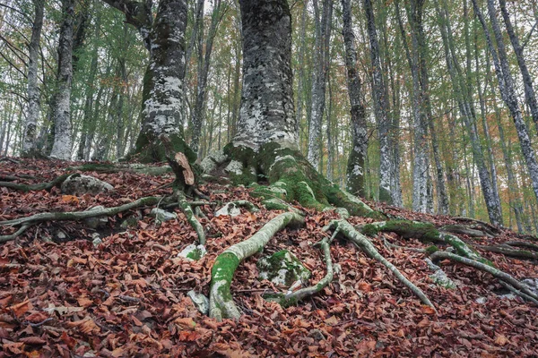 Dalları ve sonbahar renginde yaprakları ile zemin üzerinde ağaç kökleri