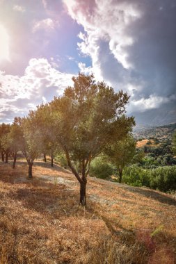 zeytin ağacı hasat için hazır olan Akdeniz zeytin alana.