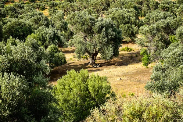 Mediterranean olive field with  olive tree ready for harvest.
