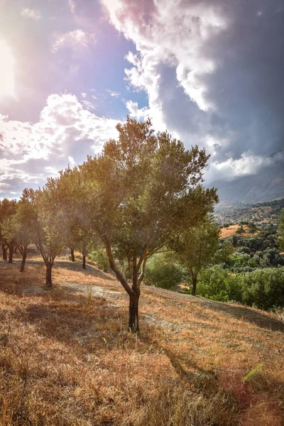 zeytin ağacı hasat için hazır olan Akdeniz zeytin alana.