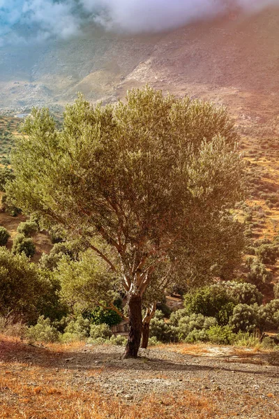 Campo Olivo Mediterráneo Con Olivo Listo Para Cosecha — Foto de Stock