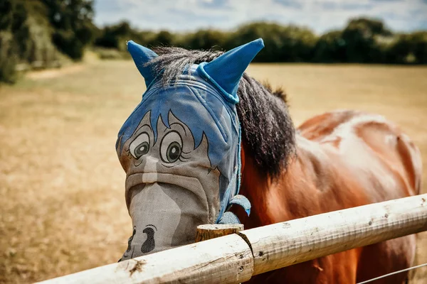 Hästen Fältet Bär Roliga Flyga Skydd Huva — Stockfoto