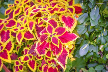 Coleus blumei bitki çok renkli yeşillik ve bir houseplant olarak ve bahçelerde popüler olduğunu. Güneydoğu Asya ve Malezya coğrafi kökeni olduğunu.