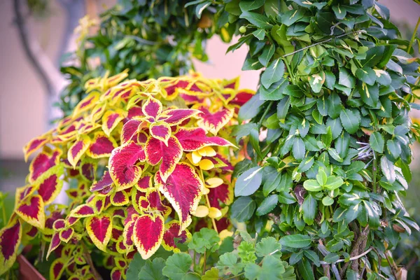 Planta Coleus Blumei Tiene Follaje Muy Colorido Popular Como Planta — Foto de Stock