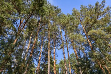 Doğa orman sahne - çam ağacı mavi gökyüzü karşı arama