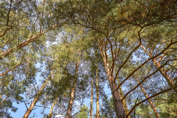 Buscando Escena Del Bosque Natural Pino Contra Cielo Azul — Foto de Stock