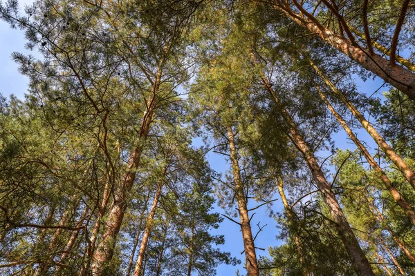 Buscando Escena Del Bosque Natural Pino Contra Cielo Azul — Foto de Stock