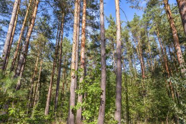 Doğa orman sahne - çam ağacı mavi gökyüzü karşı arama