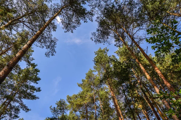 Buscando Escena Del Bosque Natural Pino Contra Cielo Azul — Foto de Stock