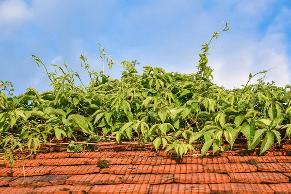 Casa Verde Telhado Quase Cobertos Por Uma Planta Escalada — Fotografia de Stock