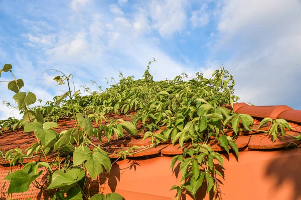 Casa Verde Telhado Quase Cobertos Por Uma Planta Escalada — Fotografia de Stock