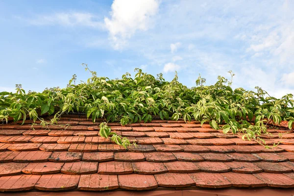 Casa Verde Telhado Quase Cobertos Por Uma Planta Escalada — Fotografia de Stock