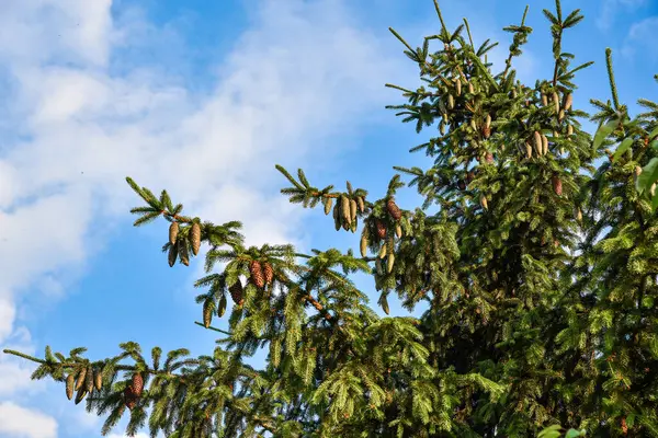 Fondo Naturaleza Muerta Con Agujas Pino Cono Pino Verano — Foto de Stock