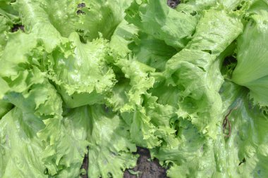 Yeşil salata yaprakları Bahçe yatağında, gün ışığında, üst manzara.
