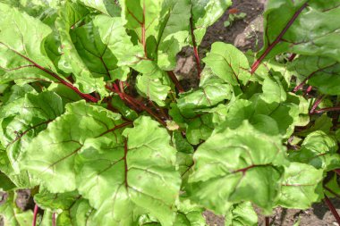 Sebze yatağında büyüyen genç pancar bitkilerinin en üst görüntüsü..