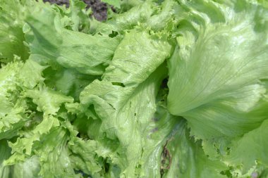 Yeşil salata yaprakları Bahçe yatağında, gün ışığında, üst manzara.