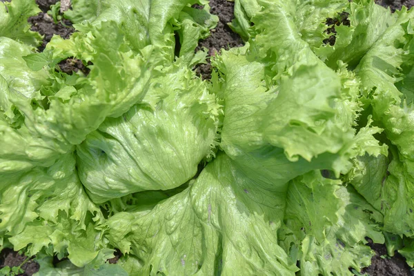 Yeşil salata yaprakları Bahçe yatağında, gün ışığında, üst manzara.