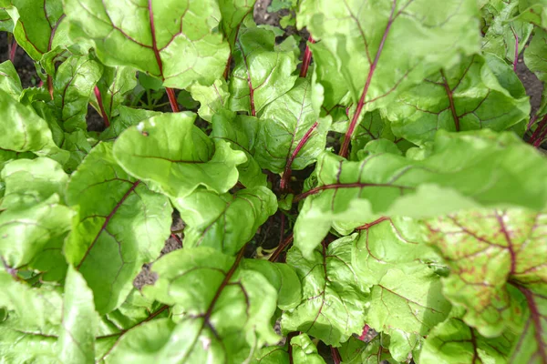 Bovenaanzicht Van Jonge Keverplanten Die Het Groentebed Groeien — Stockfoto