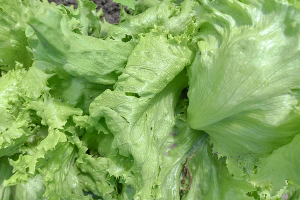 Yeşil salata yaprakları Bahçe yatağında, gün ışığında, üst manzara.
