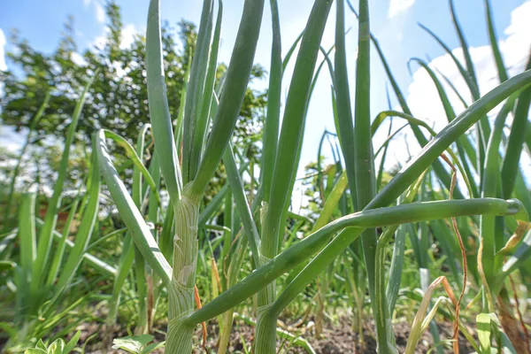 Green Spring Shoots Green Young Onion Garden Healthy Food Concept — Stock Photo, Image