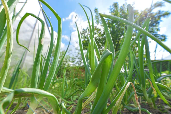 Green Spring Shoots Green Young Onion Garden Healthy Food Concept — Stock Photo, Image