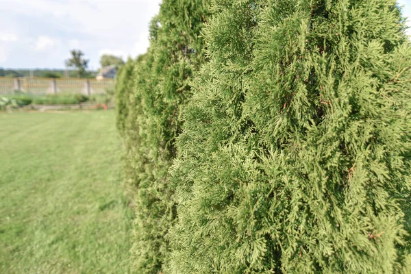 Photo Bush Juniperus Communis Tree Sunlight Closeup Soft Focus Beautiful — Stock Photo, Image