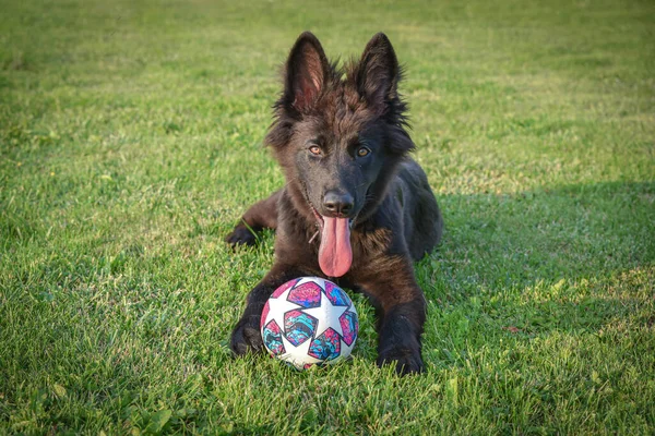Genç ve güzel bir kız siyah Norveç av köpeğiyle top oynuyor.