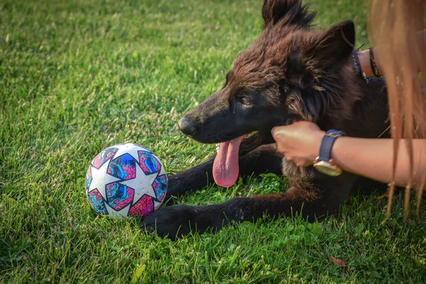 Genç ve güzel bir kız siyah Norveç av köpeğiyle top oynuyor.