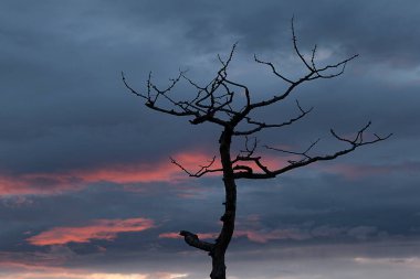 Mavi ve kırmızı günbatımının arka planında üç ağacın silueti.