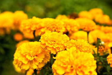 Bahçede çiçek açan güzel kadife çiçeği çiçek kapatın. Tagetes erecta, Meksika, Aztek veya Afrika kadife çiçeği