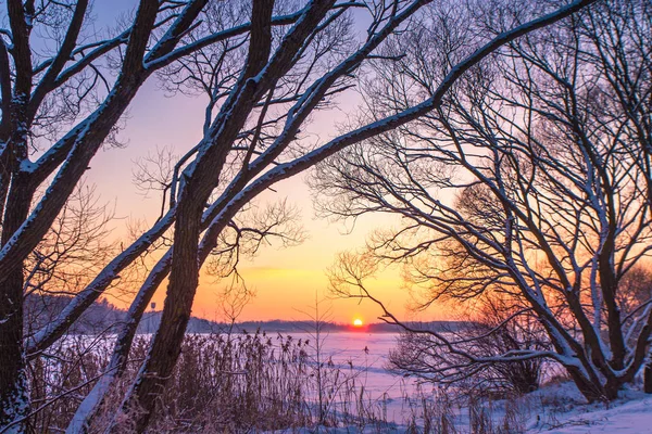 Sunset winter landscape with snow-covered lake in violet and pink colors. Beautiful colorful winter sunset with frozen lake and sunset sky. Winter park. Belarus