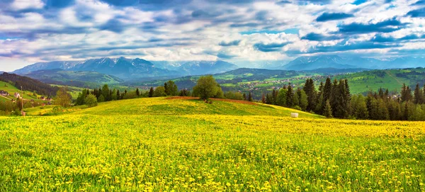 Polonia Primavera Tatra Montañas Panorama Verde Diente León Prado Primavera — Foto de Stock