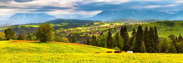 Polen Frühling Tatra Gebirgspanorama Grüne Löwenzahn Frühlingswiese Auf Hügeln Urlaub — Stockfoto