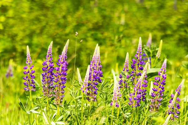 Campo lupino con fiori rosa viola e blu — Foto Stock