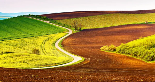 Agricoltura campi e prati verdi e gialli . — Foto Stock