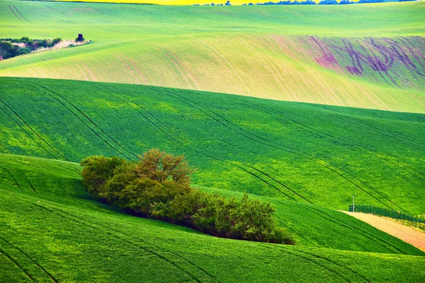 Pola sprężynowe. Zielone fale. Naturalny krajobraz wiejski — Zdjęcie stockowe