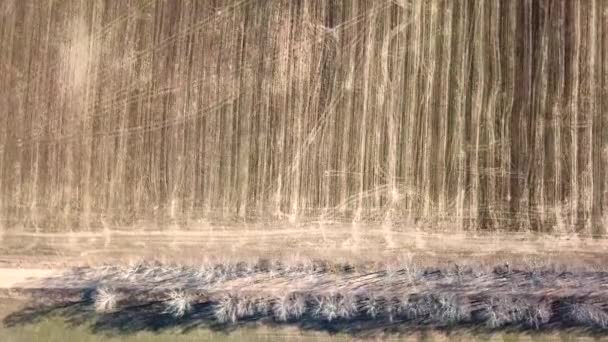 Lente Groen Bruin Agrarische Velden Bovenaanzicht Vuil Landelijke Weg Berken — Stockvideo