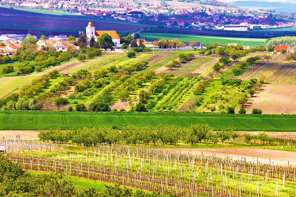 Весна сельский пейзаж. Виноградники и город Вельке-Пав — стоковое фото