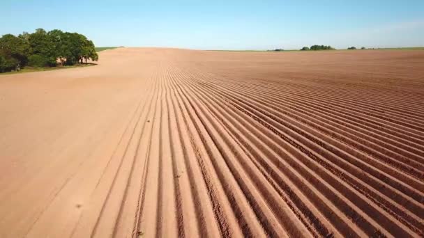 Paisagem Agrícola Campo Cultivo Arável Campo Batatas Após Plantio Mecanizado — Vídeo de Stock